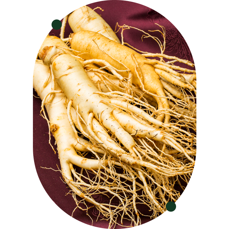 Radice di ginseng