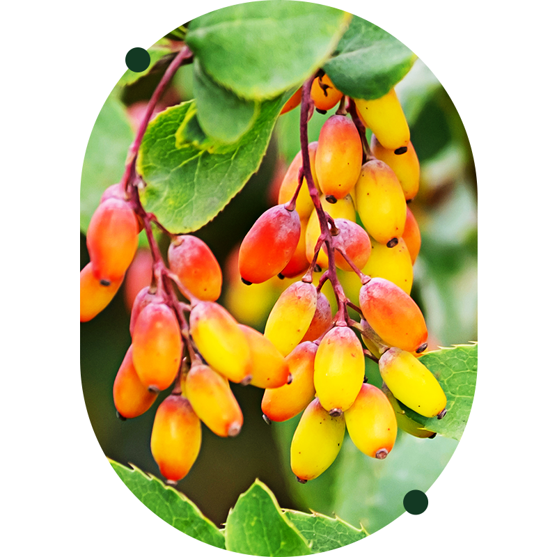 Berberina liposomiale